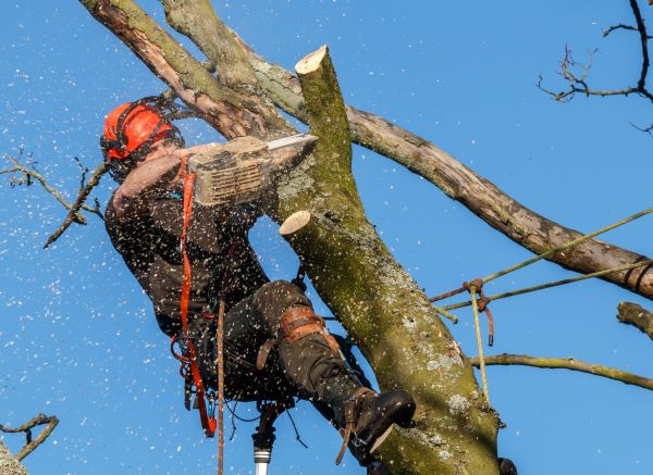 Tree Trimming Service in Valencia