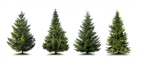 Cost of Pine Tree Trimming in Valencia