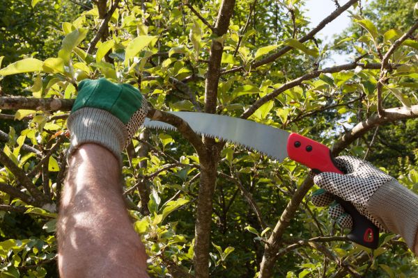 Apple Tree Trimming in Valencia