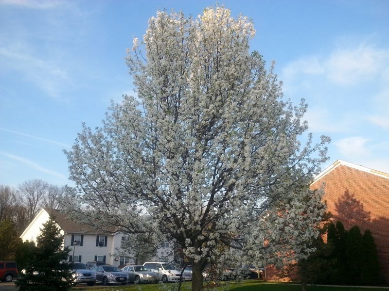Bradford Pear Tree Pruning