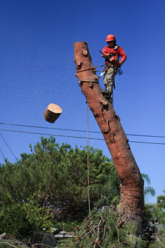 Commercial Tree Service