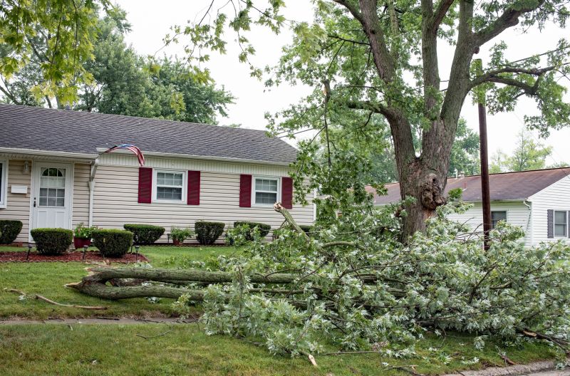 Fallen Tree in a Commercial Area