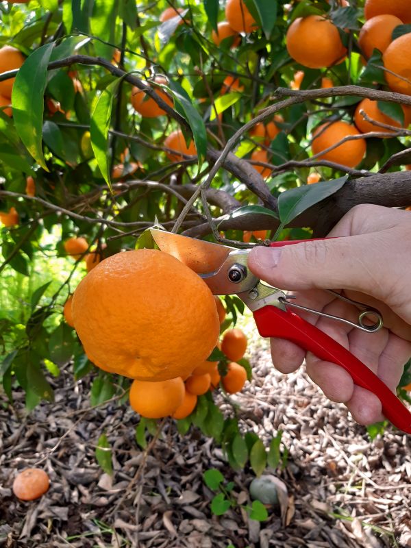 Orange Tree Pruning