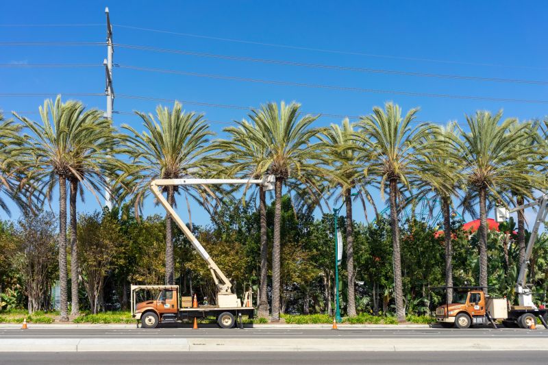 Palm Tree Trimming