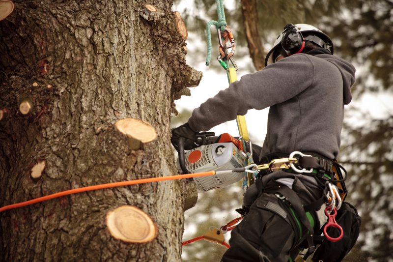 Safety-Centered Tree Care