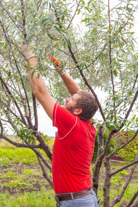 Tree Trimming in Winter